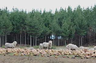 image of sheep infront of trees