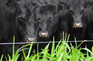 image of three black angus cows grazing