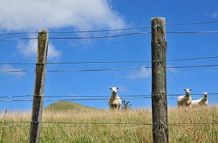 Sheep behind fence