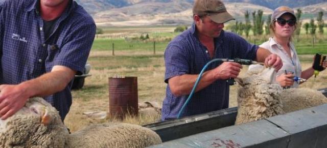 Cleaning sheep