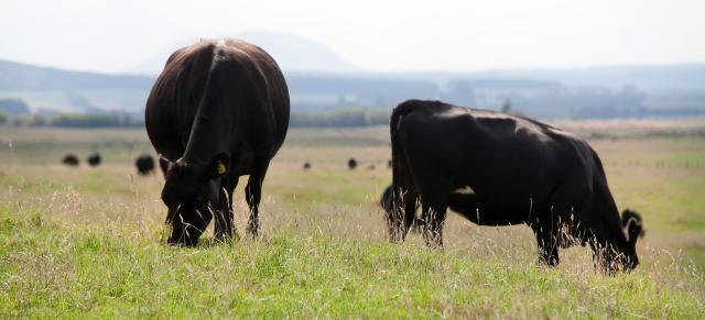 Angus cattle in Rangitaiki 