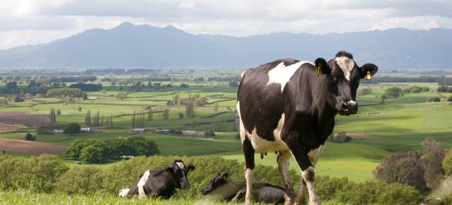 dairy cow Image of dairy cow