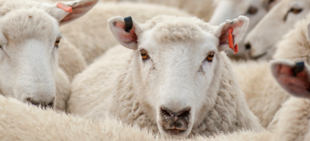 Rams Image of rams.