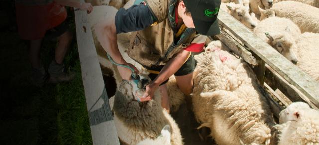 drenching ewes drenching ewes