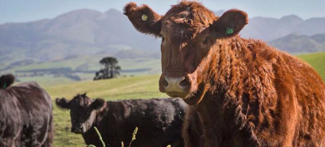 Cattle Image of cattle