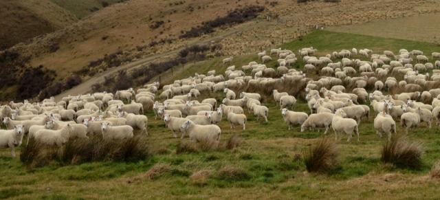 lambs on mountain