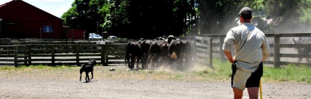 image of cattle weaning in yards