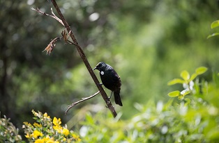 image of tui bird