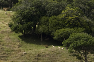 Image of native trees on farm