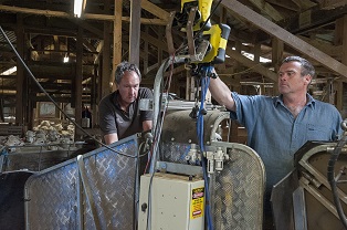 image of two farmers weighing lamb