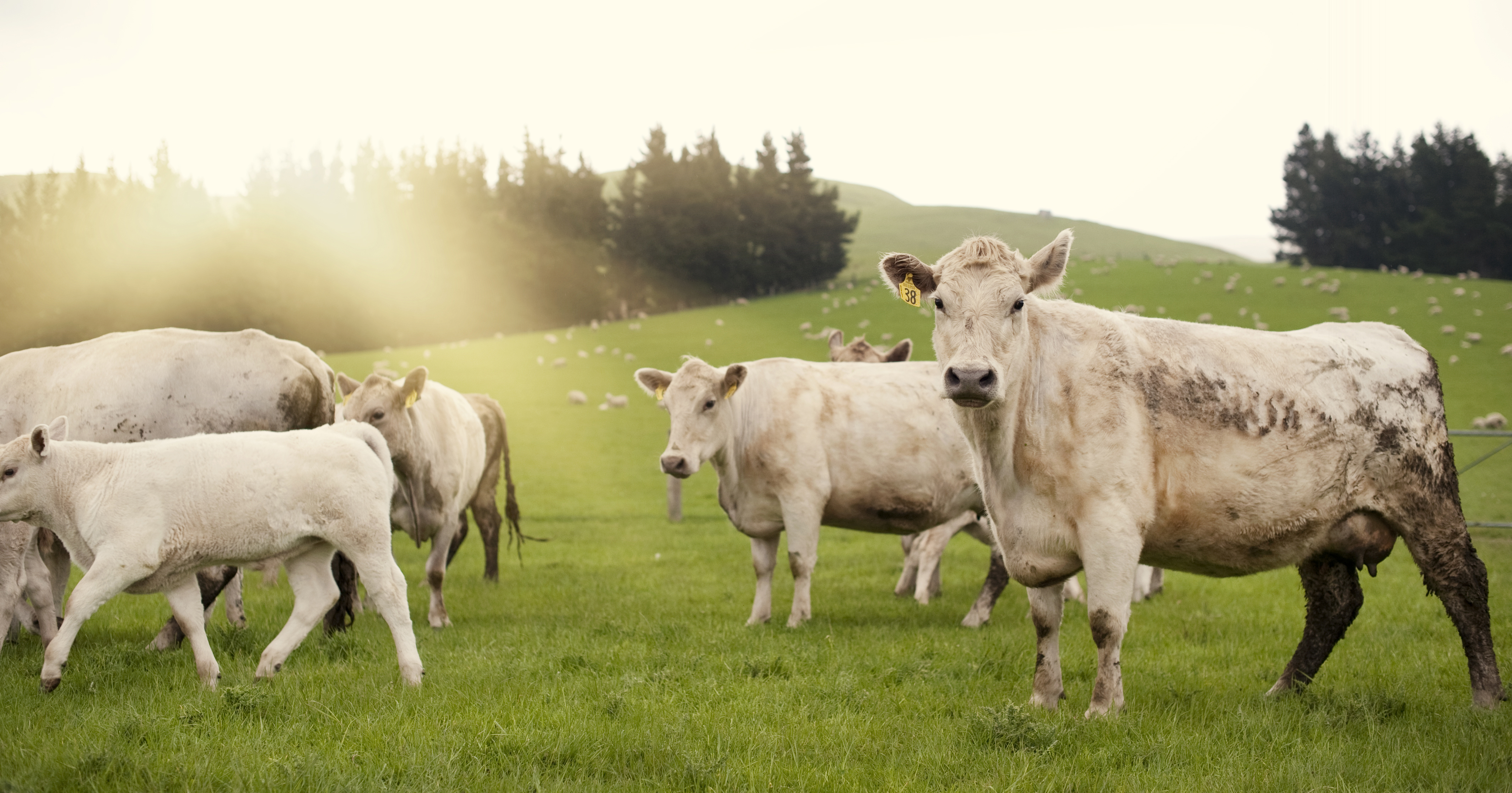 image of golden cows in field