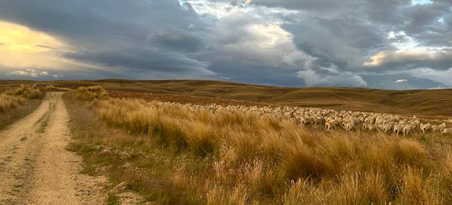image of sheep in dry landscape