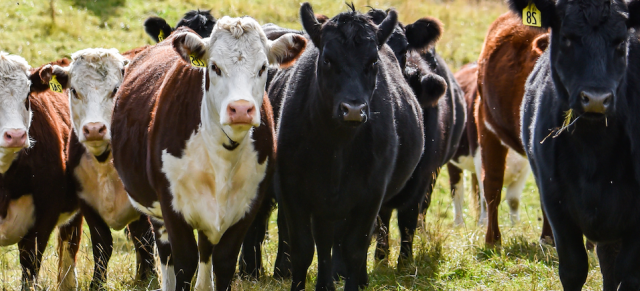 Genetics beef Genetics beef