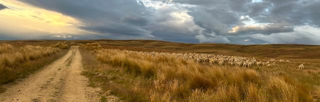 image of sheep in dry landscape