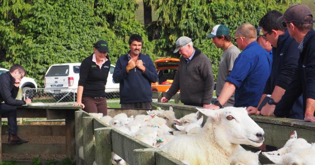 image of farm team in the sheep yards
