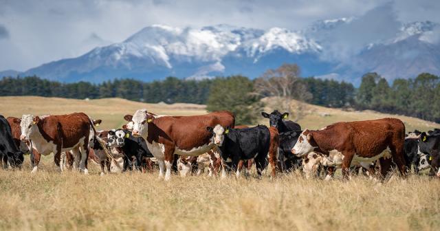 image of cows in dry grass infront of mountains