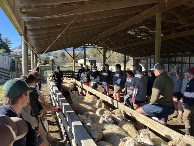 image of cadets drenching sheep in shed