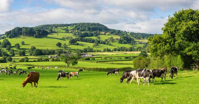 image of dairy beef cattle in green pastures