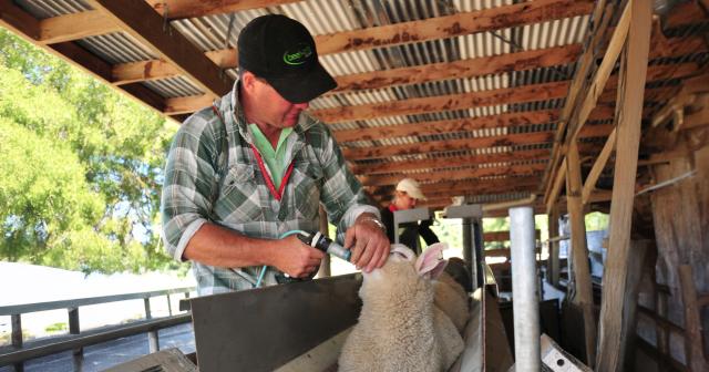 image of a man drenching a sheep