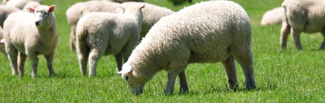 Sheep grazing Sheep grazing