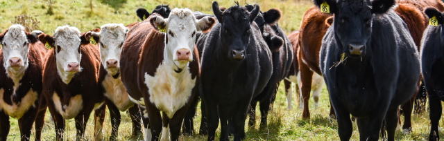 Genetics beef Genetics beef