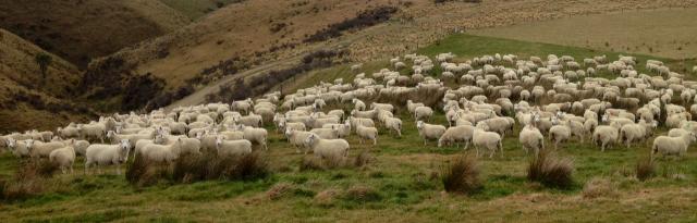 lambing lambs on mountain